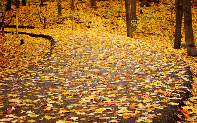 Обои картинки фото природа, дороги, листья, осень, дорога