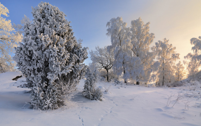 Обои картинки фото природа, зима, деревья, снег, иней