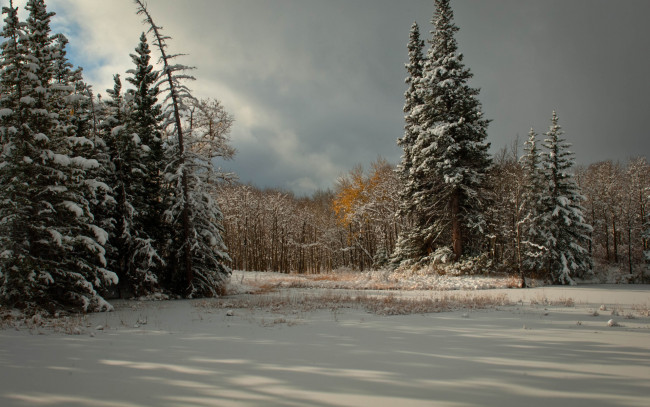 Обои картинки фото природа, зима, снег, деревья, ель, хвойные, тучи
