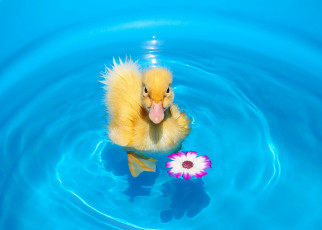 Картинка животные утки утёнок птенец вода цветок