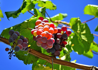 Картинка природа Ягоды виноград ягоды гроздь