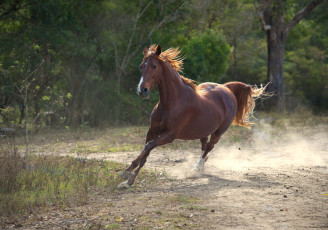 Картинка животные лошади крсавец