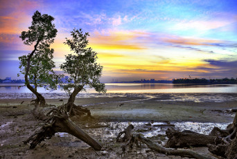 Картинка природа восходы закаты цветное небо коряги дерево залив