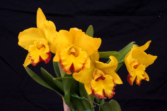 Картинка цветы орхидеи желтые