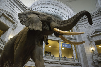 Картинка разное рельефы статуи музейные экспонаты чучело экспонат слон музей