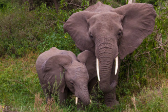 Картинка животные слоны бивни мама