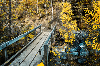 Картинка природа лес мост ручей овраг камни осень