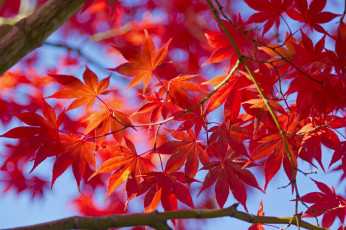 Картинка природа листья осень ветки макро