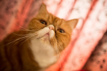 Картинка животные коты экзот мордашка боке