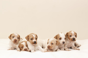 Картинка животные собаки щенки