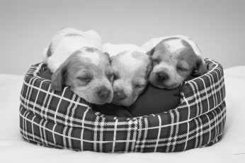 Картинка животные собаки щенки чёрно-белая