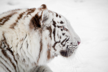 Картинка животные тигры морда белый тигр профиль