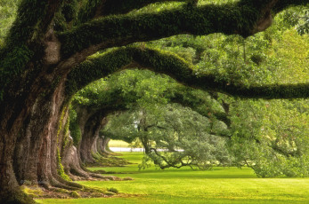 Картинка природа деревья дубы