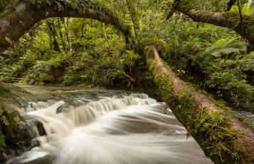 Картинка catlins river new zealand природа реки озера река лес деревья каскад новая зеландия