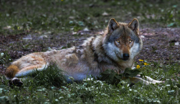 Картинка животные волки красавец