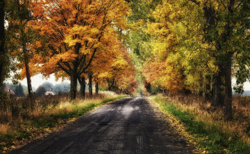 Картинка природа дороги листва трава лес дорога осень