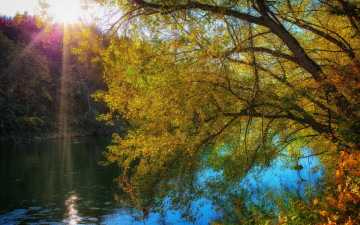 Картинка природа реки озера свет желтая листва береза река осень