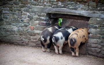 Картинка три поросёнка животные свиньи кабаны свинки хрюшки поросята стена