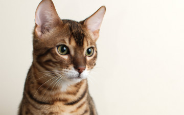 Картинка животные коты кошка bengal морда фон бенгальский