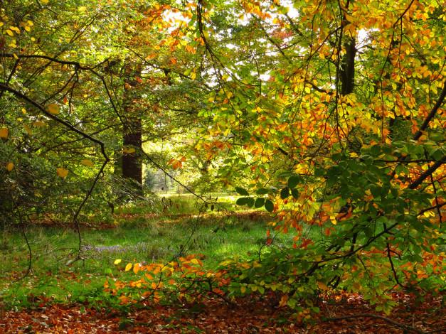 Обои картинки фото kew, gardens, лондон, природа, парк, деревья, трава, осень