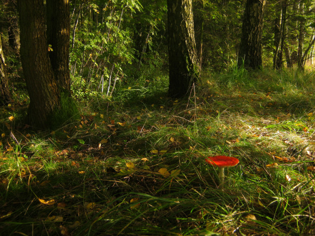 Обои картинки фото природа, грибы, мухомор, лес, трава, гриб