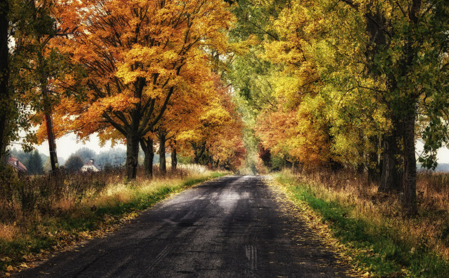 Обои картинки фото природа, дороги, листва, трава, лес, дорога, осень