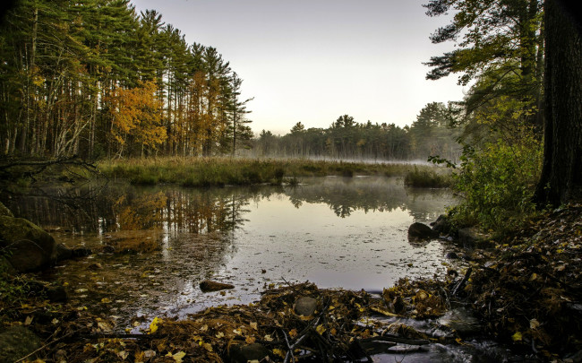 Обои картинки фото природа, реки, озера, туман, листва, ветки, кусты, озеро, лес
