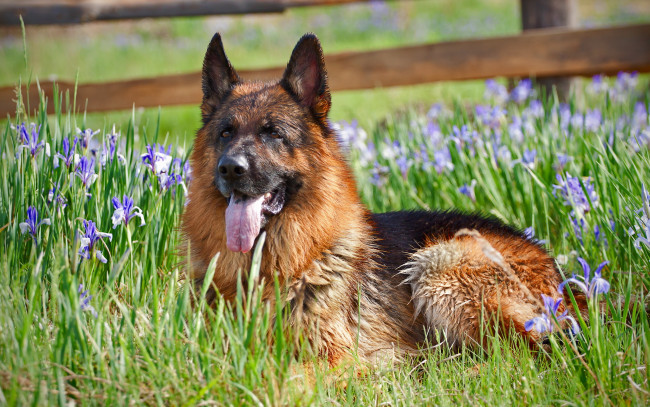 Обои картинки фото животные, собаки, немецкая, овчарка, цветы