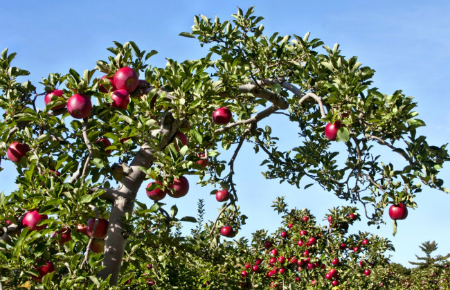 Обои картинки фото природа, плоды, дерево, яблоня, урожай
