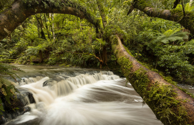 Обои картинки фото catlins, river, new, zealand, природа, реки, озера, река, лес, деревья, каскад, новая, зеландия