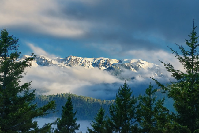 Обои картинки фото hurricane, ridge, olympic, national, park, washington, природа, горы, mountains, штат, вашингтон, облака, ели, национальный, парк, олимпик, хребет