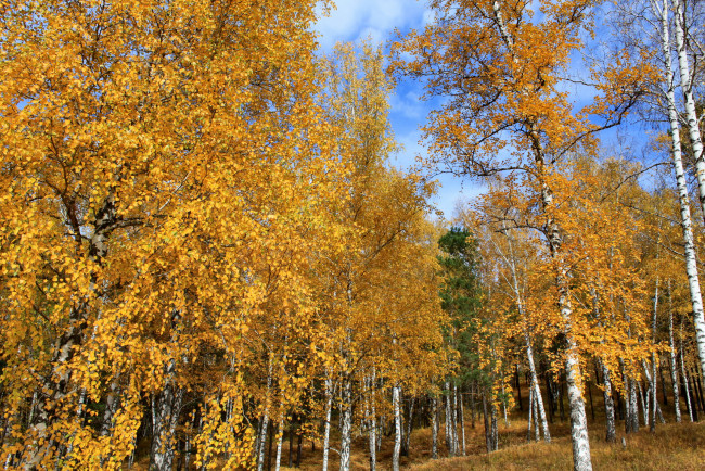 Обои картинки фото природа, лес, осень, березы