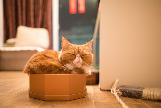 Обои картинки фото животные, коты, экзот, спящий, сон, отдых, коробка