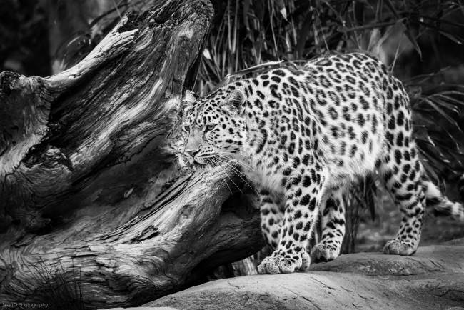 Обои картинки фото животные, леопарды, амурский, леопард, черно-белое
