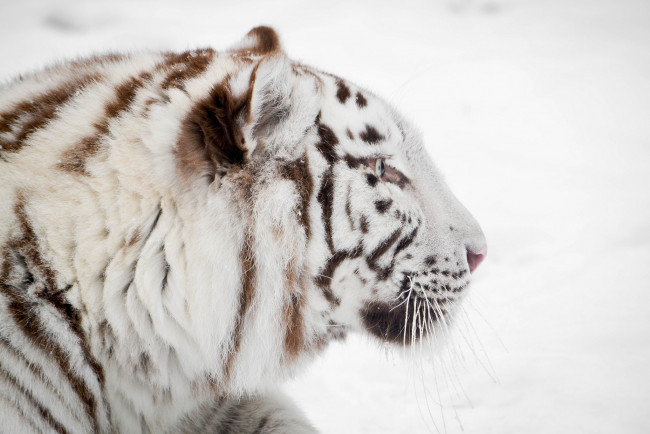 Обои картинки фото животные, тигры, морда, белый, тигр, профиль