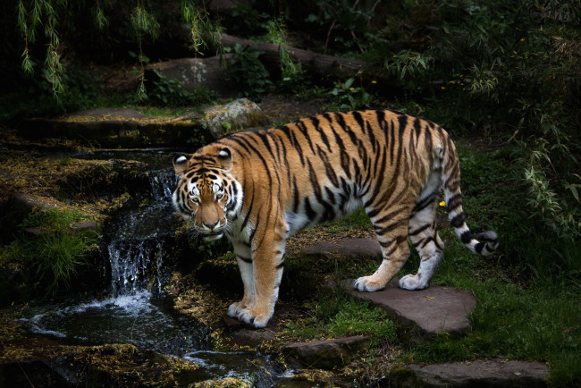 Обои картинки фото животные, тигры, вода, хищник