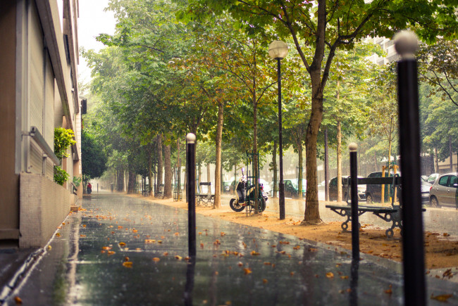 Обои картинки фото париж, города, франция, дождь, улица, дерево, машины