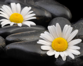 Картинка цветы ромашки контраст белые камни