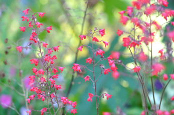 Картинка цветы колокольчики макро стебель ветка растение