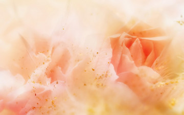 Картинка цветы розы блестки кремовые