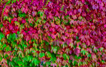 Картинка разное текстуры листья цвет розовый зеленый фон