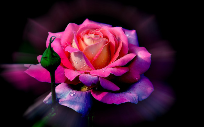 Обои картинки фото цветы, розы, роса, капли, бутон, лепестки, роза, цветок