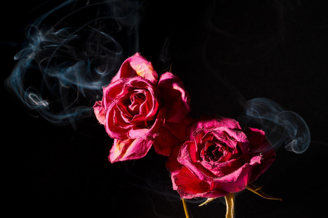 Обои картинки фото цветы, розы, лепестки, дым, две, розовый, макро