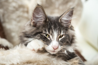 Картинка животные коты взгляд хитрый уши мордочка норвежская лесная кошка