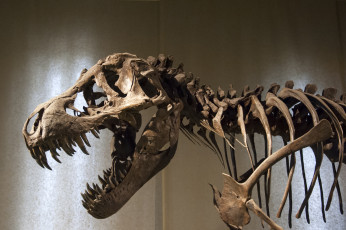 обоя разное, кости,  рентген, petrified, bones, dinosaur, shows, representation, of, the, body, museum, head, carnivore, scavenger, динозавр, музей