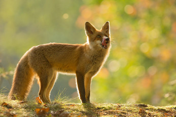 Картинка животные лисы боке осень природа лисица лиса животное