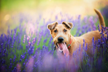 Картинка животные собаки поле природа собака пёс животное цветы лаванда