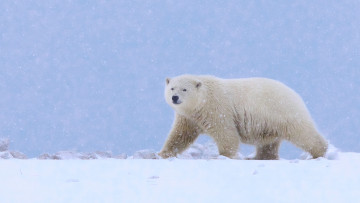 обоя животные, медведи, снег, медведь, полярный, белый, аляска