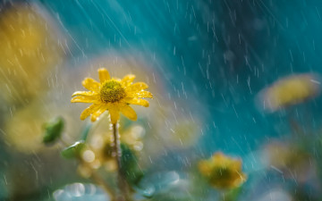 Картинка цветы луговые+ полевые +цветы цветок дождь природа