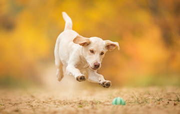 Картинка животные собаки прыжок игра мячик щенок собака